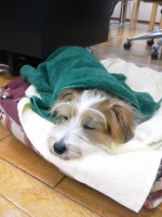 NEC_0831 のコピー.JPG